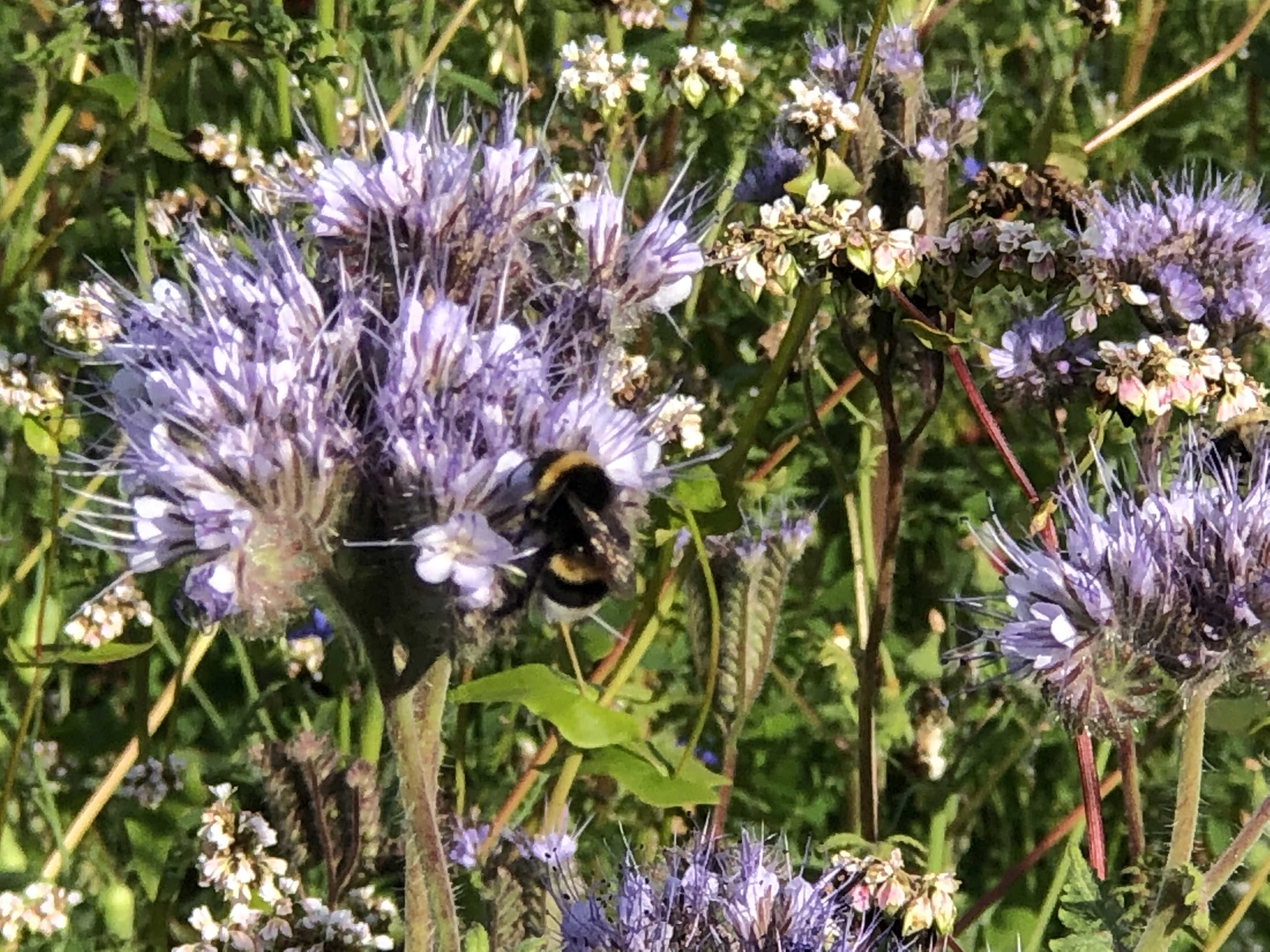 Wildblumenwiese auf dem WPE-Dach