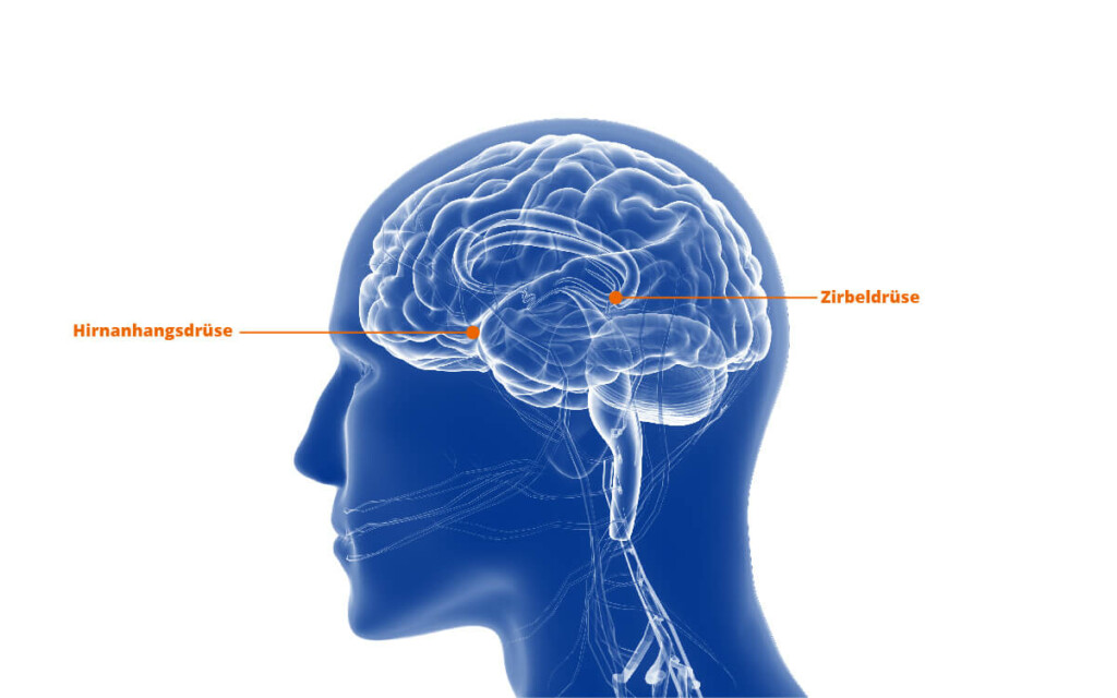 "llustration eines Gehirns mit Markierung von Zirbel- und Hirnanhangdrüse