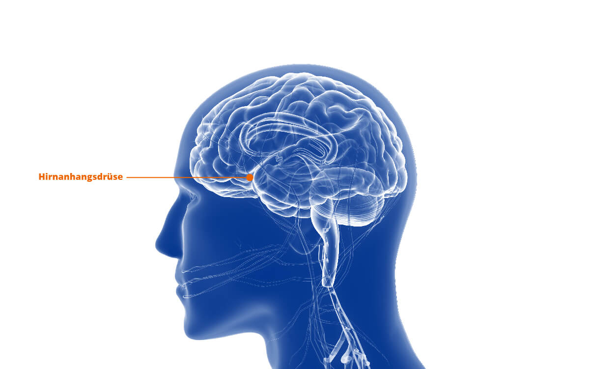 Illustration des menschlichen Hirns mit Markierung der Hirnanhangsdrüse. 
